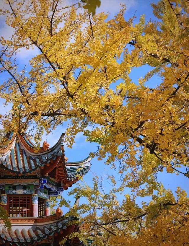 闯入金色童话！2025滇西银杏秘境全揭秘，这样玩才够味
