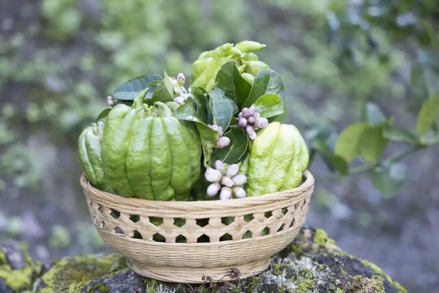 石棉秋日限定！田湾河畔佛手柑熟了，这抹 “黄金果” 藏着最浓乡韵