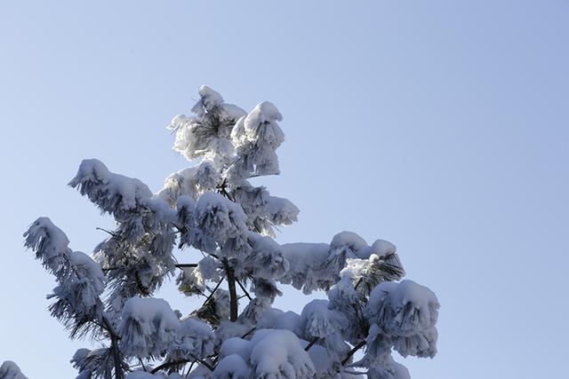 武山县太皇山：雪松琼枝绽冬韵