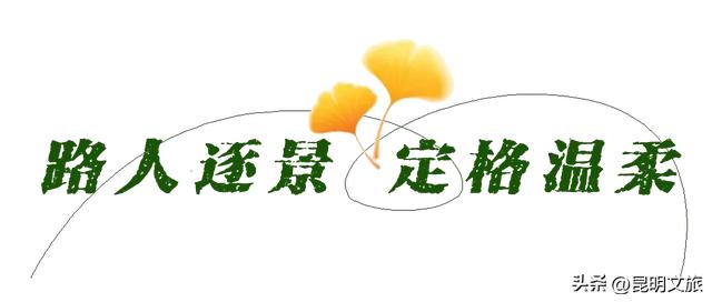 昆明冬日限定的金色浪漫，已加载完成！就藏在昆明这条街……