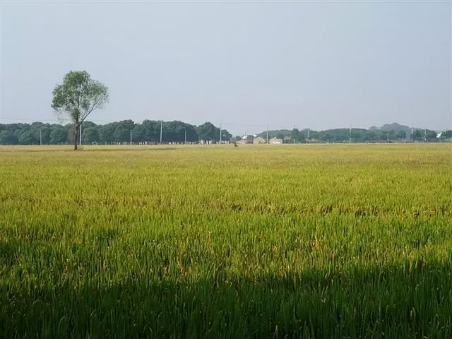 相约老年人荡口古镇自由行