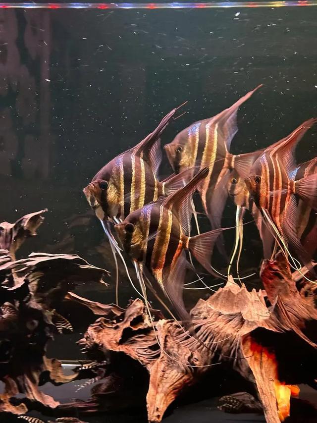 神仙鱼饲养指南:轻松拥有梦幻水族箱!