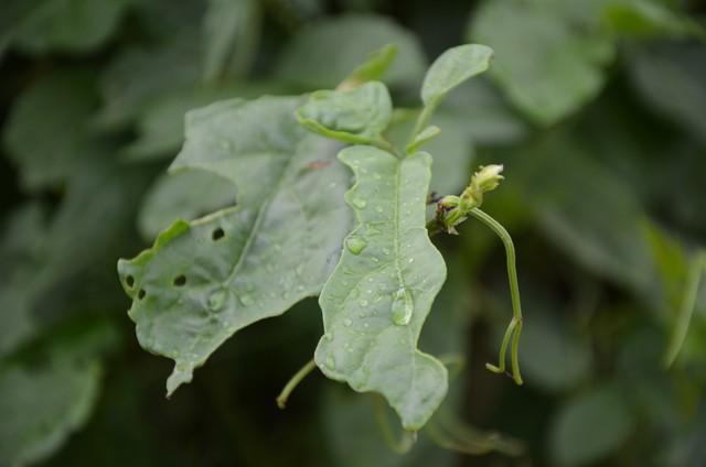 你来时，携风带雨，乱我四季，你走时，草木凄然，风月荼靡