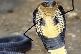 过山峰蛇蛋为何碰不得？广东男子捡到11个蛋，网友的话细思极恐图片