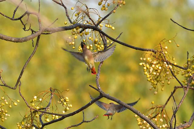 新聊新景丨水城之冬 太平鸟入画