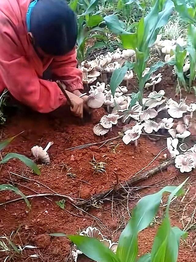 云南元江玉米地现大片鸡枞菌