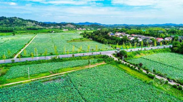 湖北赤壁：蓝天白云映绿野 碧水金稻漫山岗