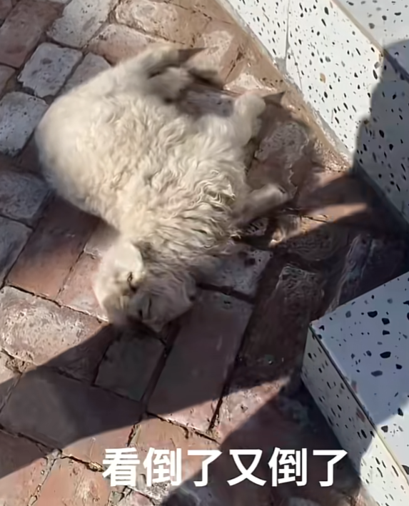 网红羊后续：身价涨三十万	，真相揭秘不出所料，小羊可能保不住了