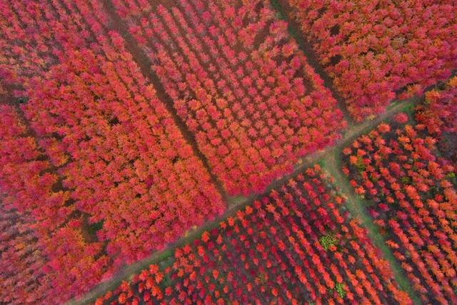 北房红枫林已到最佳观赏期，快来拍照打卡