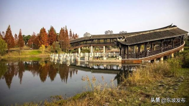 红了红了！东坡水杉出片率100%