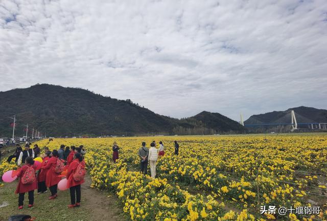 千年古麇，菊香五峰！十堰市郧阳区东峰村万亩菊花震撼盛开太美了