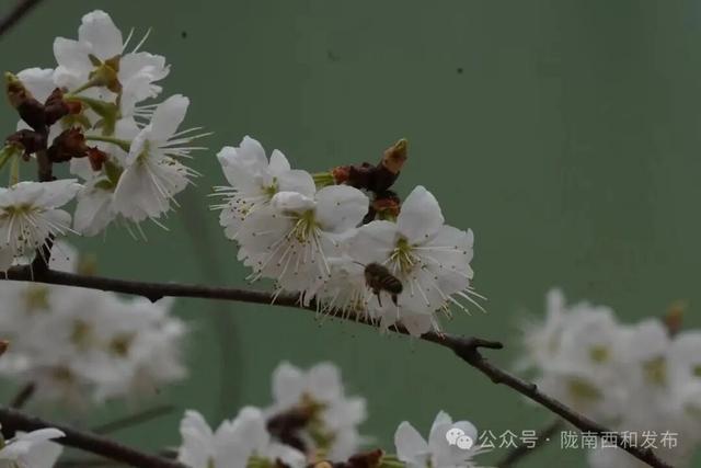 大桥镇：樱花烂漫绽枝头 春日美景引客来