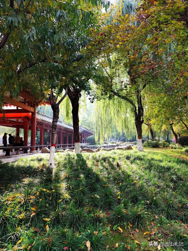 五线小城里的银杏大道,美翻全网的深秋景色原来在这里