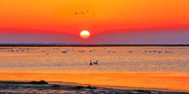 【支援合作 共谋发展】氛围感拉满！扎赉特旗图牧吉秋日湿地，百鸟翩跹入画来~