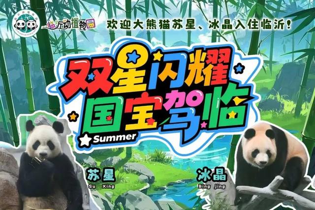 临沂首届熊猫文化节将于8月2日开幕，届时大熊猫“苏星”“冰晶”将与广大游客见面