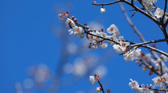 万亩梅花暗香浮动，荔波向您发出春天的邀约