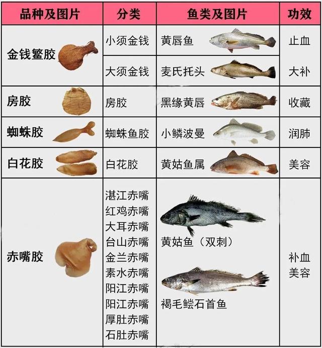鳕鱼鱼胶与黄花鱼鱼胶的区别 2026年鳕鱼鱼胶与黄花鱼鱼胶的区别在哪里 鳕鱼鱼胶与黄花鱼鱼胶的区别 2026年鳕鱼鱼胶与黄花鱼鱼胶的区别在哪里