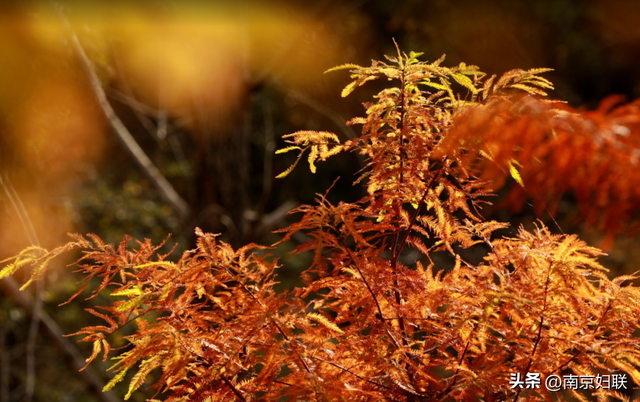 人在南京，红叶正盛，等你来～