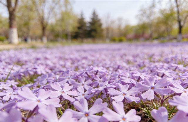 兰州植物园封神！春日花海+湖光山色，本地人都私藏了