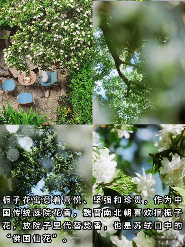 “富不富，院中树”树不是乱种的！院子种树记住三要四不要！