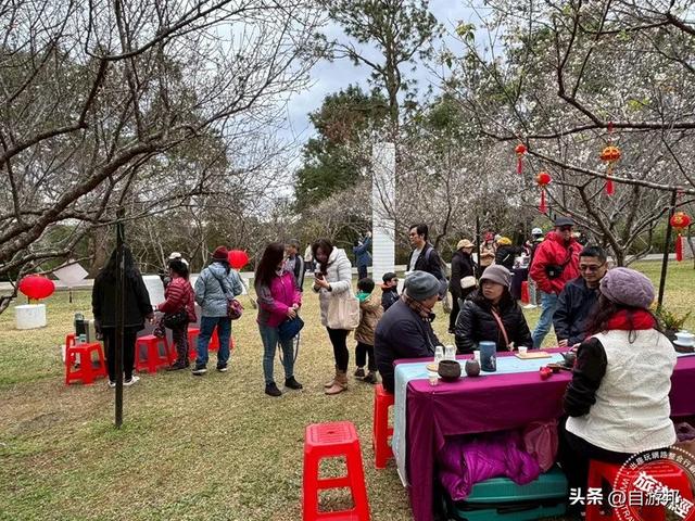 角板山行馆梅花花开5成 梅花季盛开期间，将打造沉浸式赏梅体验