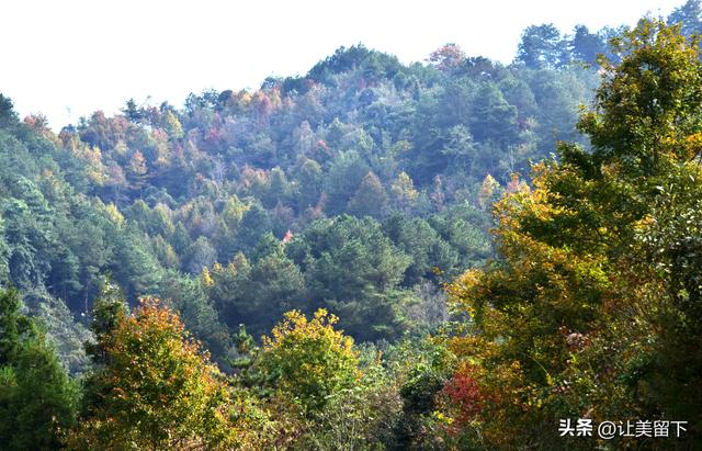 贵州贵阳乌当区的柿子和彩林，体验初冬之韵