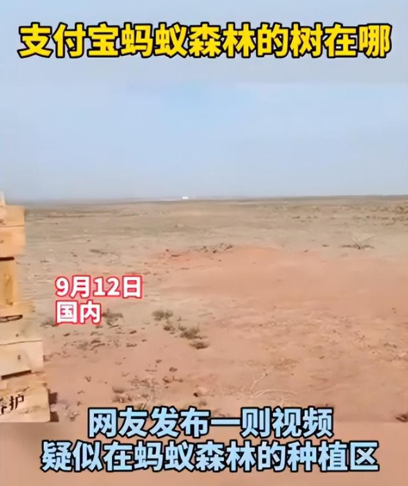 马云斥巨资在沙漠里种树，承诺每年1亿棵，9年过去了，树怎样了