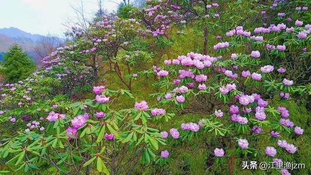 杜鹃花开，心有归处
