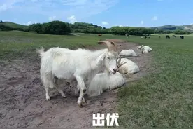 明日出伏，建议大家：少吃羊肉和茄子，多吃4样，滋阴润燥好度秋图片