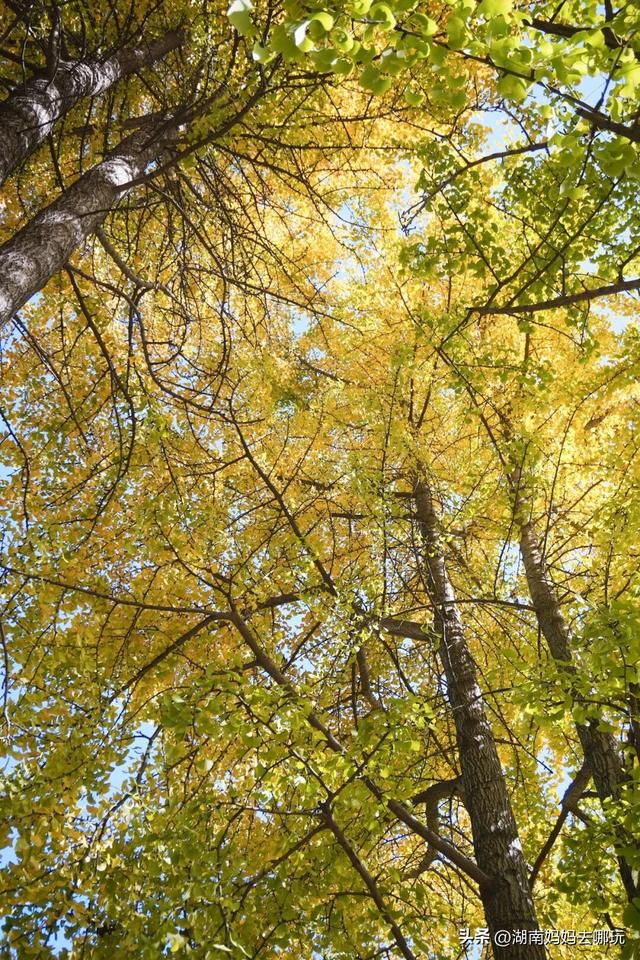 速报！这个地方银杏浓度达100%，赏芦苇、砍甘蔗，遛娃惊喜超多！