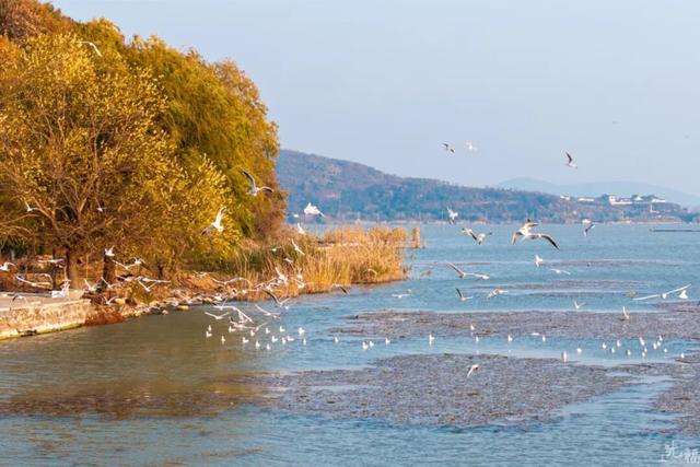 真的很美！2025苏州太湖观鸟超详细攻略来啦！