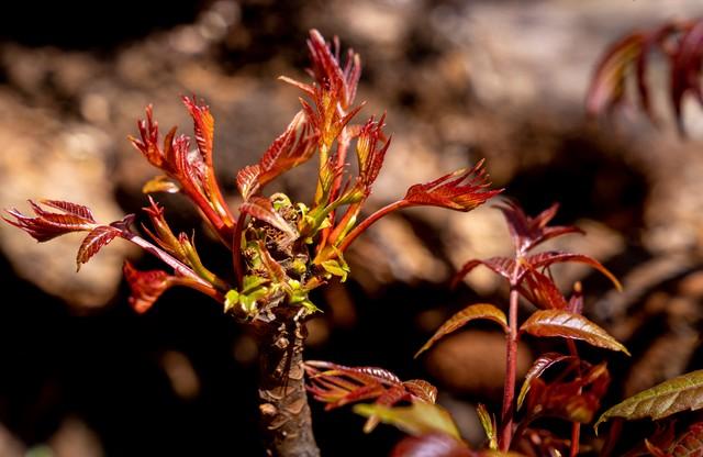 2026年“数九”时间表来了！冬天到底冷不冷，答案来了！
