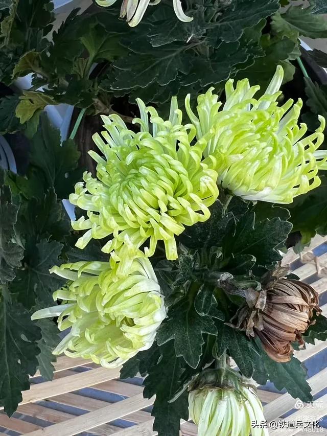 李友珍||岁月倏然·菊韵飘香——紫竹院公园的菊展