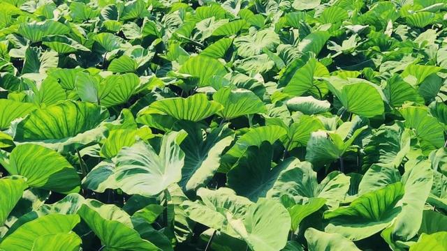 大美泌阳：水 墨 春 水