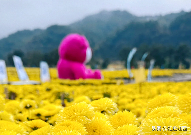 硒土菊黄，明月山的金色情书