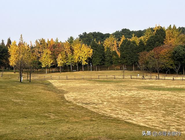 成都城市中的草原牧场，彩林比阿勒泰还美，公交车地铁直达！
