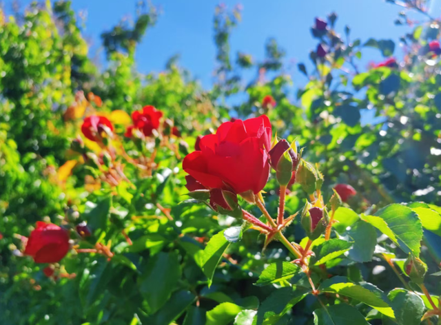 在虎山公园邂逅繁花盛景 解锁初夏浪漫