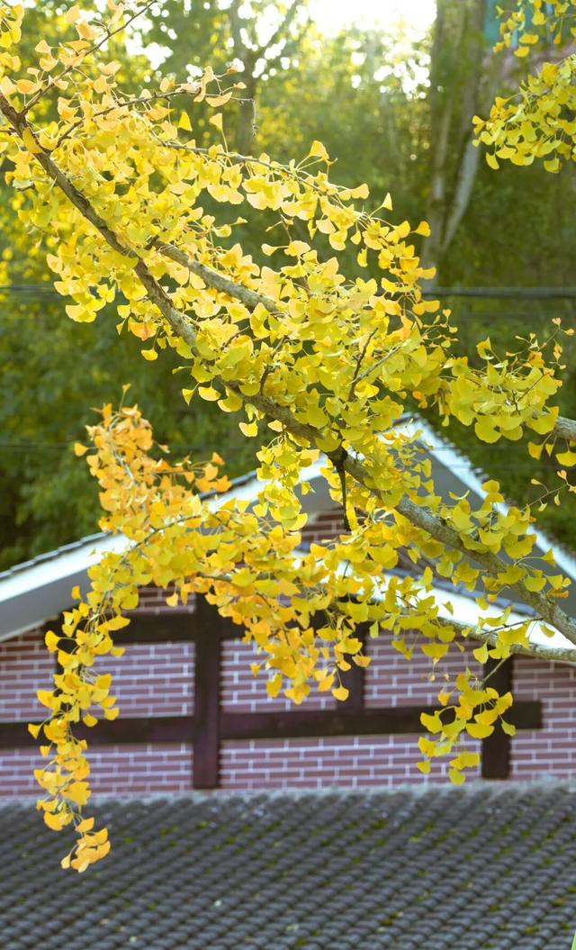 来达州宣汉，赴一场“黄金”盛宴