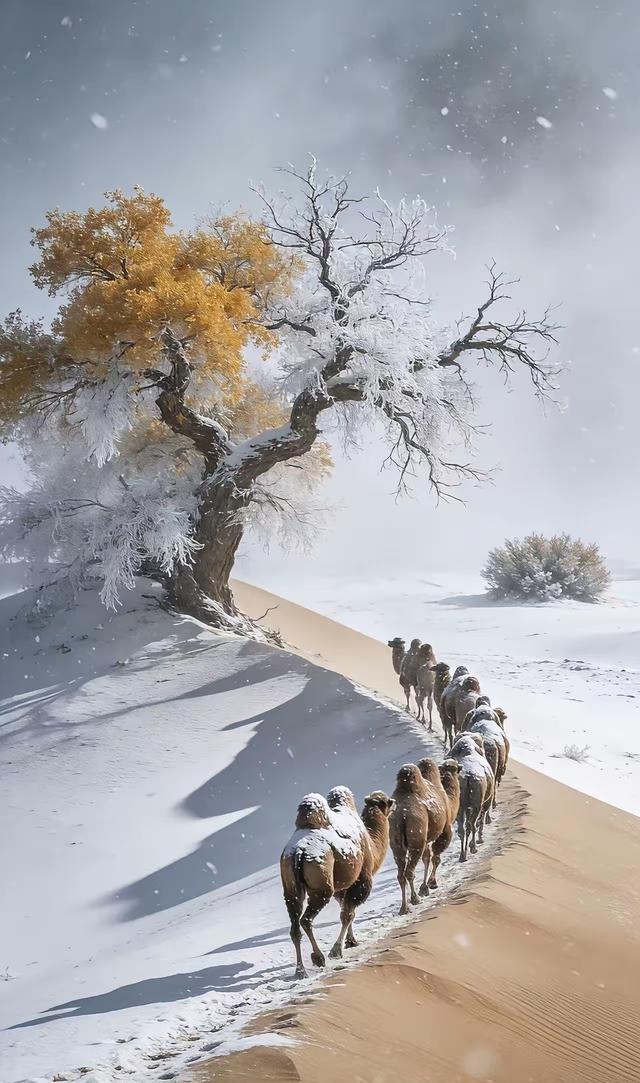 雪落湖杨，驼行沙海