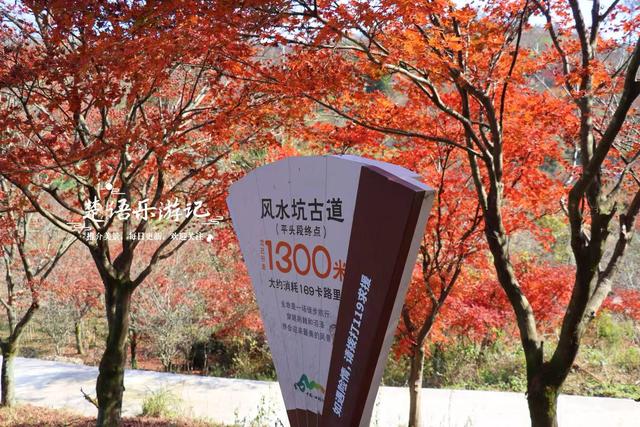 宁波四明山中鲜有人知的乡村，却被誉为中国红枫之乡，景色太迷人