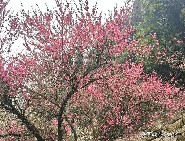 成都最大的山谷梅花开了，被称为蜀中第一赏梅胜地，却少人知道！