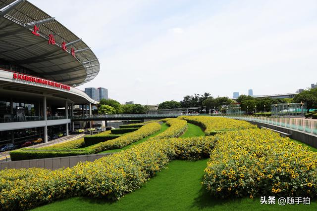 铁路上海南站南广场向日葵花海正值盛花期，乘客们的独有浪漫