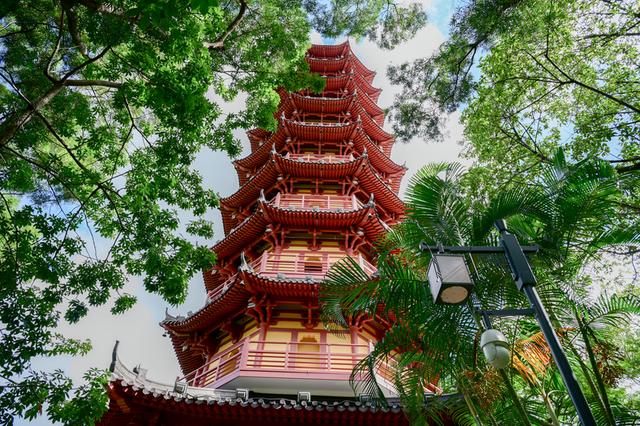 龙峰塔下，聆听龙华三十余载步履与回响