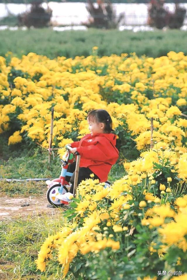 美在邯郸丨肥乡区南赵村千亩菊花盛放——秋日菊韵，金色邀约