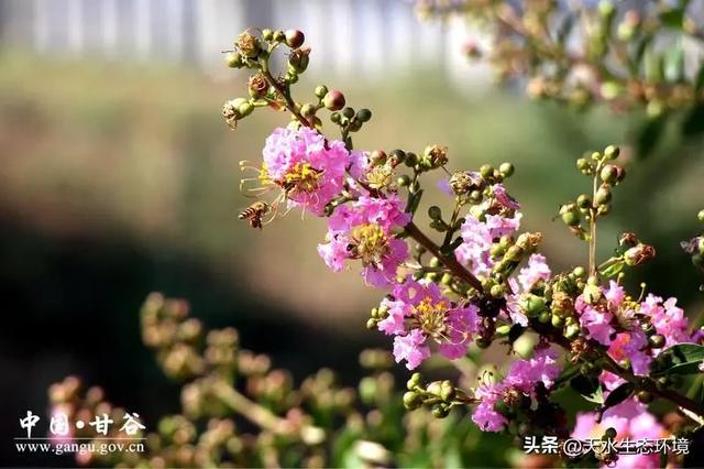 大美天水 | 甘谷:渭北长廊紫薇盛放 绘就浪漫生态画卷