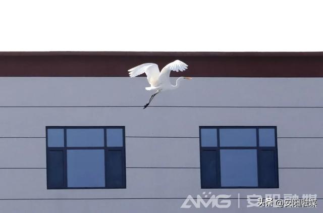 这几年，白鹭爱上了安阳
