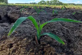 玉米出苗后再浇水可以吗？需要注意哪几点？图片