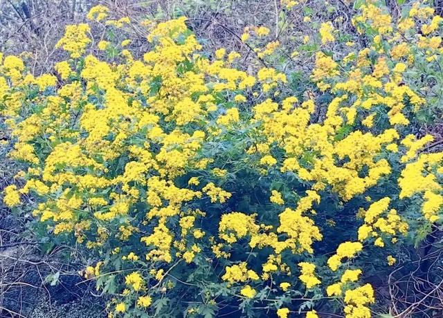 不当“菊”外人，丰台赏菊正当时！