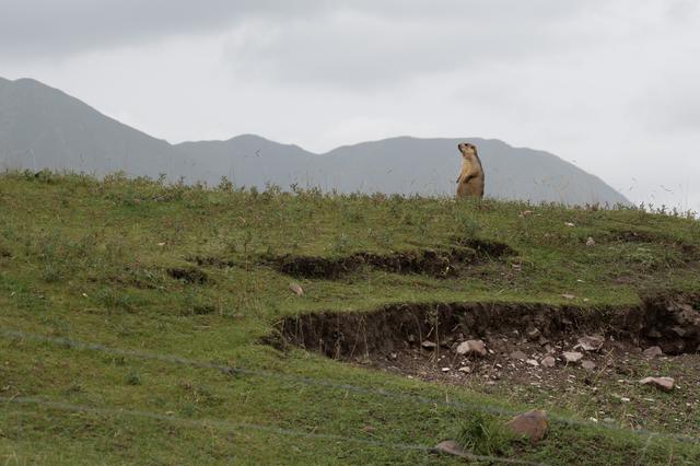 张掖山丹马场——祁连山脚下的大草原