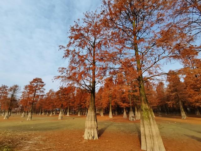 不比黄山，枫景如画，杏色满城，安徽这几个小众地方特有精游感！
